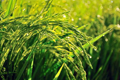 Close-up of fresh green plant