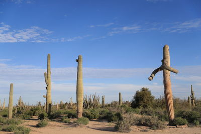 Panoramic view of wooden posts on field against sky