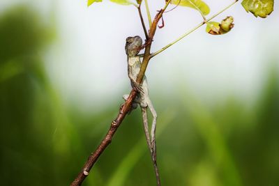 Close-up of plant
