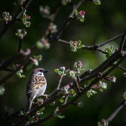 Bird perching on branch of flower