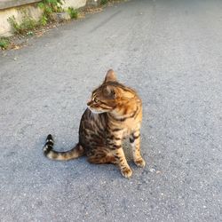 High angle view of cat sitting on road