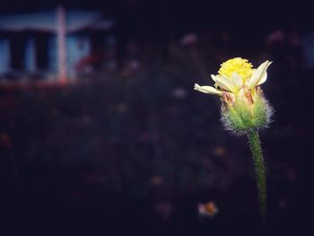 Close-up of flower against blurred background