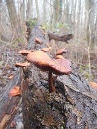 Close-up of tree trunk in forest