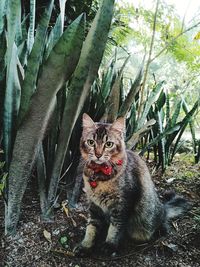 Portrait of a cat sitting on a tree