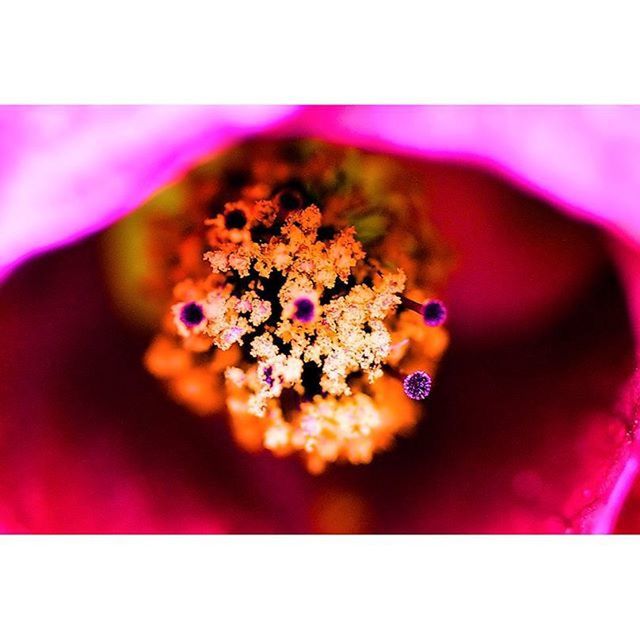 freshness, transfer print, food and drink, auto post production filter, close-up, food, indoors, selective focus, still life, flower, red, no people, sweet food, healthy eating, ready-to-eat, high angle view, indulgence, table, nature, purple