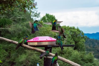 Close-up of bird perching on tree