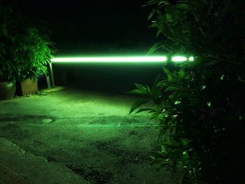 View of illuminated trees at night