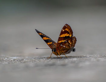 Close-up of butterfly