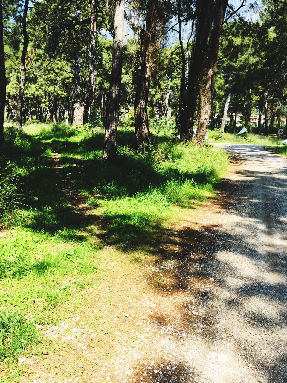 tree, nature, forest, shadow, grass, growth, adventure, no people, landscape, day, outdoors