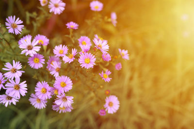 Autumn flowers aster novi-belgii vibrant light purple color in full bloom in the garden. flare