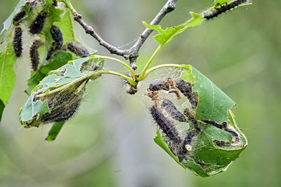 Close-up of butterfly on leaf