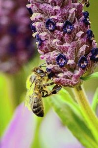 Close-up of bee pollinating on purple flower