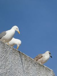 Low angle view of seagull against clear blue sky