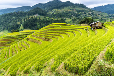 Scenic view of agricultural field