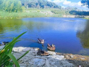 Ducks swimming in lake