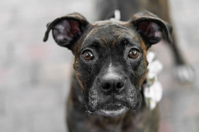 Close-up portrait of dog on field