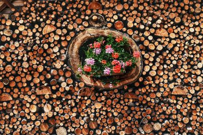 High angle view of potted plant