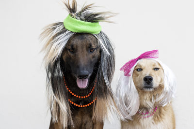 Dogs dressed up from the 80s