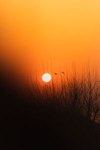 Silhouette plants against orange sky during sunset