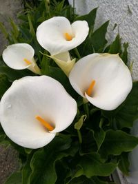 Close-up of white frangipani blooming outdoors