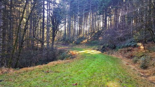 Scenic view of river in forest