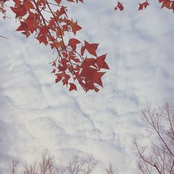 Low angle view of trees against cloudy sky