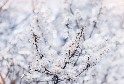 Close-up of cherry blossom during winter