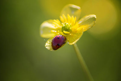 Close-up of water drops on flower