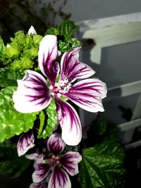 Close-up of pink flower