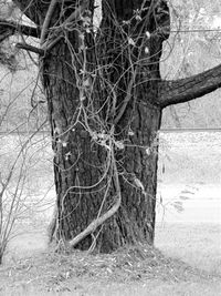 Bare tree on field