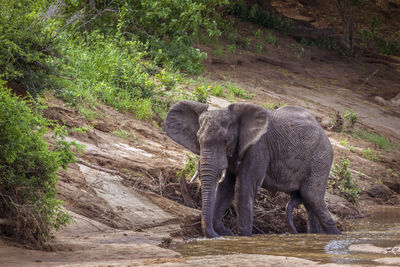 Elephant in a forest