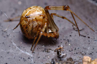 Close-up of insect on land