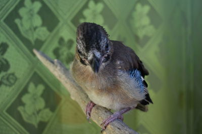 Close-up of a bird perching on plant