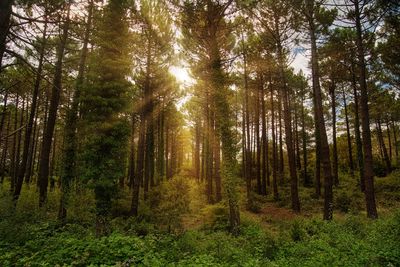 Pine trees in forest