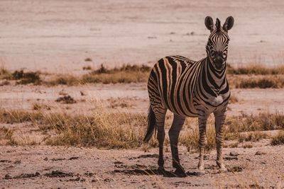 Zebra standing in a field