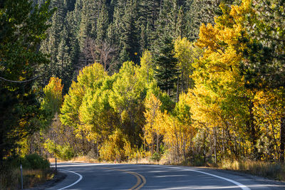 Road amidst trees in forest