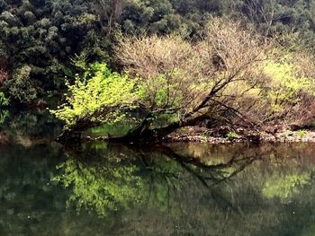 Scenic view of lake