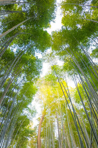 Low angle view of bamboo trees in forest