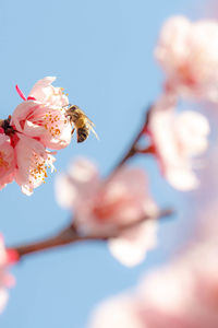 Close-up of cherry blossoms in spring