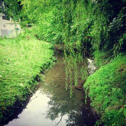 Reflection of trees in water