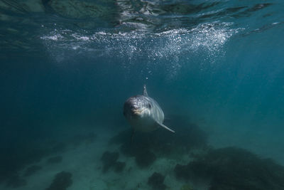 Undersea portrait of dolphin looking straight at camera