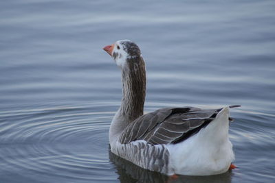 Close-up of duck swimming on lake