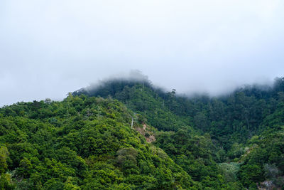 Scenic view of forest against sky