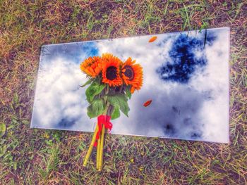 Close-up of yellow flowers blooming in field