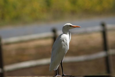 Close-up of gray heron perching on railing