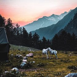 Horses in a field