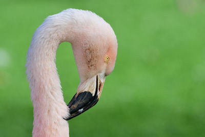 Head shot of a flamingo preening itself 