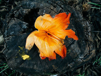 Close-up of maple leaves
