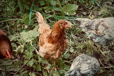 Close-up of hens at farm