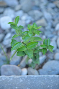 Close-up of plant growing on rock